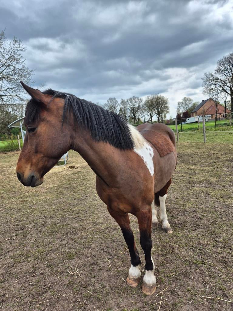 Mooie bonte d-pony te koop, Animaux & Accessoires, Chevaux, Jument