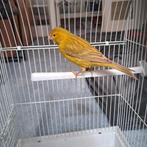 mannelijke kanarie, Dieren en Toebehoren, Vogels | Kanaries