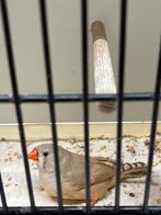 Zebravink pop, Dieren en Toebehoren, Vrouwelijk, Tropenvogel, Geringd