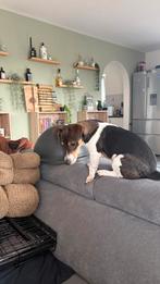 Dekreu, Dieren en Toebehoren, België, Particulier, Jack Russell Terriër, Reu