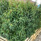 Portugese laurier Prunus Lusitanica ‘ Angustifolia ’, Jardin & Terrasse, Plantes | Arbustes & Haies, Enlèvement, Laurier, Haie