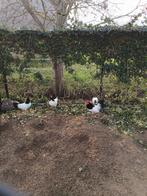 Lakenvelder koppels, Dieren en Toebehoren, Pluimvee