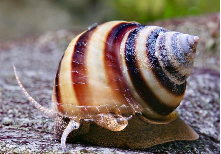Burmese Piano Slak (Levendbarend), Dieren en Toebehoren, Vissen | Aquariumvissen, Zoetwatervis, Slak of Weekdier, Schoolvis
