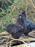 Zwarte parelmoer zijdehoen haan, Mannelijk, Kip