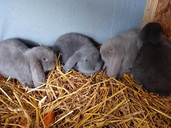 Mooi nestje Franse hangoren nog 1tje, Dieren en Toebehoren, Konijnen, Groot, Mannelijk, Hangoor