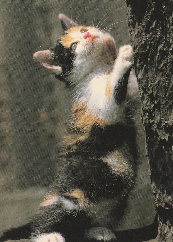 KAT   4    + Mooie postzegel !, Collections, Cartes postales | Animaux, Envoi, 1980 à nos jours, Affranchie, Chien ou Chat