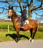 Bol jument cheval en cuir 175 cm, Jument