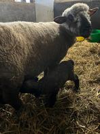 Hampshire down ram lam te koop, Mannelijk, Schaap, 0 tot 2 jaar