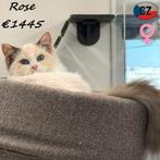 Rose, Ragdoll kitten te koop, Dieren en Toebehoren, Poes, Gechipt, 0 tot 2 jaar