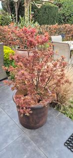 Japanse esdoorn rood in pot – decoratief en stijlvol, Tuin en Terras, Ophalen, In pot