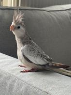 Calopisstte apprivoisée, Animaux & Accessoires