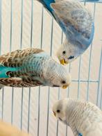 4 perruche à vendre, Mâle, Perruche