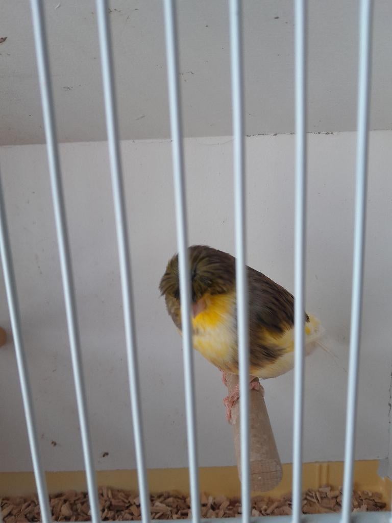 Mannelijke kanarie gloster. Kuif, Dieren en Toebehoren, Mannelijk, Postuurkanarie