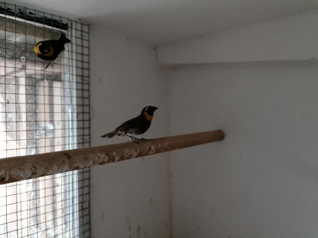 Cubavink, Mannelijk, Tropenvogel, Geringd