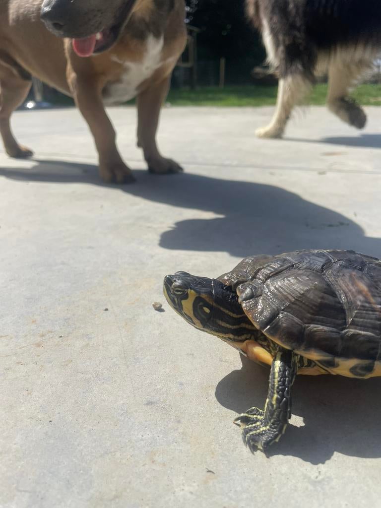 Schilpad (geelwang), Dieren en Toebehoren, Schildpad, 7 tot 10 jaar
