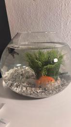 Gratis visjes, Animaux & Accessoires, Poissons | Aquariums & Accessoires, Enlèvement, Comme neuf