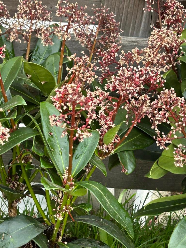 Skimmia planten, Tuin en Terras, Planten | Tuinplanten, Ophalen