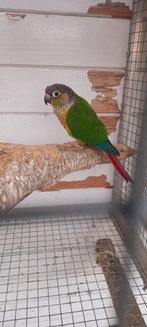 Pyrrhura molinea, Dieren en Toebehoren, Geslacht onbekend, Parkiet