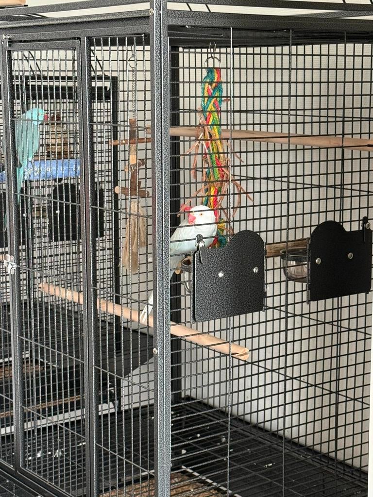 Wit met blauwe veren halsbandparkiet, Dieren en Toebehoren, Ophalen, Zo goed als nieuw