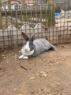 MOOIE REX RAM : TER DEKKING, Mâle, Taille moyenne, 0 à 2 ans