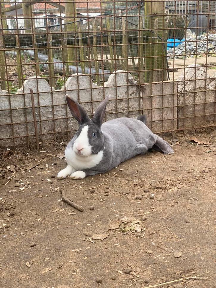 MOOIE REX RAM : TER DEKKING, Dieren en Toebehoren, Konijnen, Middelgroot, Mannelijk, 0 tot 2 jaar