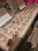 Japanse kwartel eiren, Dieren en Toebehoren, Pluimvee