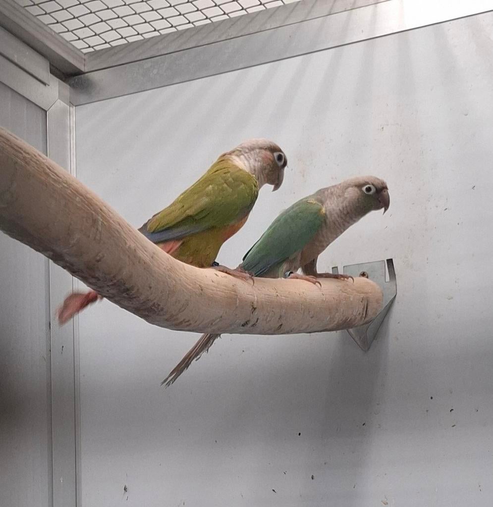 Pyrrhura's, Meerdere dieren, Parkiet, Geringd