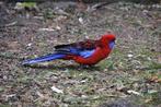 Gezocht: pennant rosella pop, Dieren en Toebehoren, Vrouwelijk, Parkiet