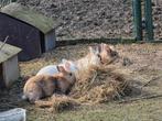 Verschillende konijnen te koop, Dieren en Toebehoren, Konijnen