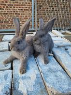 Vlaamsereus konijntjes, Mâle, Grand, 0 à 2 ans
