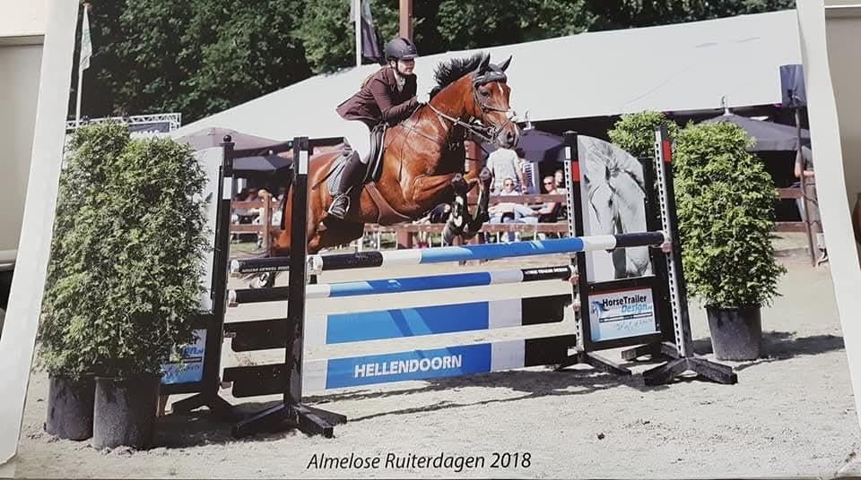 Zz springpony halve stal /verzorgpony / leasepony in Maaseik, Dieren en Toebehoren, ZZ, Met stamboom, Ruin, 11 jaar of ouder