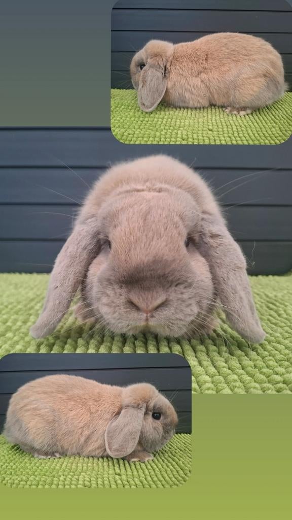 Ram Nederlandse hangoordwerg, Dieren en Toebehoren, Mannelijk, Dwerg, Hangoor, 0 tot 2 jaar