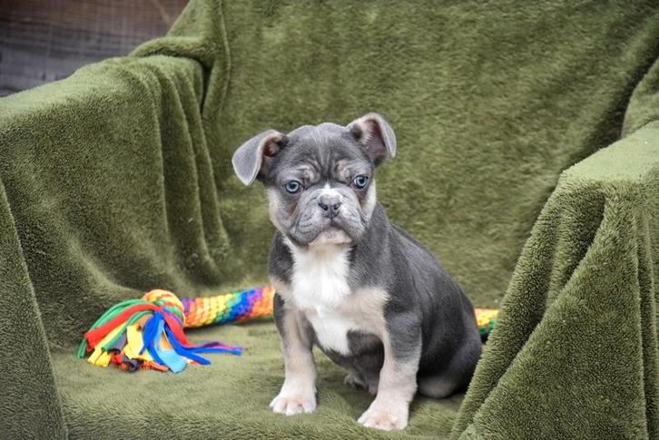 Tricolor blauw Frans Bulldog pupje, Dieren en Toebehoren, Honden | Bulldogs, Pinschers en Molossers, Reu, Bulldog, Fokker | Professioneel