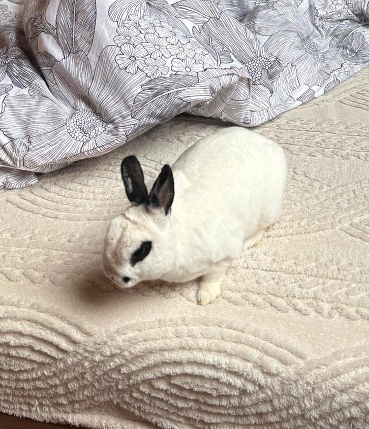 Konijn + kooi + voer, Animaux & Accessoires, Lapins, Petit, Mâle, 0 à 2 ans