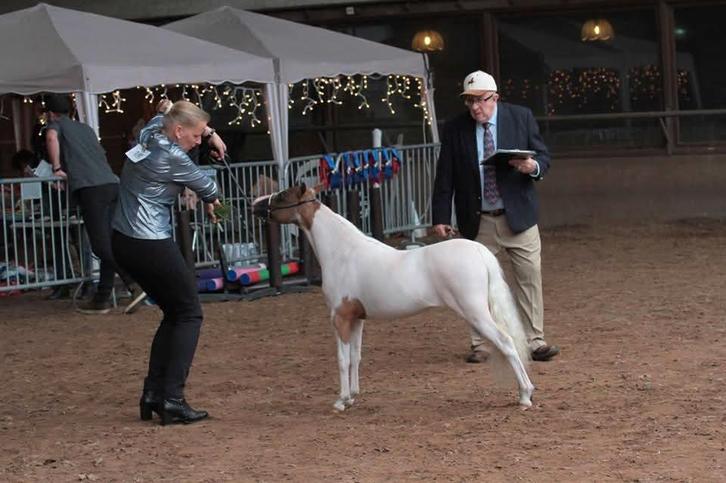 Zeer lieve Amerikaanse Pony's, Animaux & Accessoires, Poneys, Jument, Avec pedigree, Avec puce électronique, Vermifugé