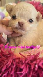 Prachtige  langharige chihuahua pups, Parvo, België, Fokker | Hobbymatig, 8 tot 15 weken