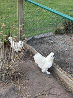 Gratis zijdehoen haantje, Dieren en Toebehoren