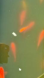 Goldfish et euro gratuits., Jardin & Terrasse, Étangs, Enlèvement