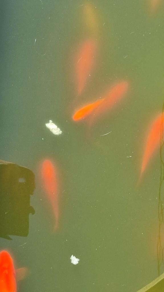 Goldfish et euro gratuits., Jardin & Terrasse, Étangs, Enlèvement