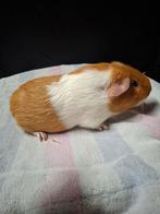 Koppel buff bont, Dieren en Toebehoren, November, Meerdere dieren, Cavia