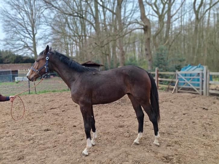 Zangersheide ruin, Dieren en Toebehoren, Paarden, Ruin