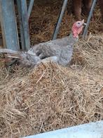 kalkoen haan, Dieren en Toebehoren, Pluimvee, Mannelijk, Kalkoen