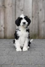 Beaux chiots Aussiedoodle, Plusieurs, Hépatite contagieuse (maladie de Rubarth), Belgique, Berger