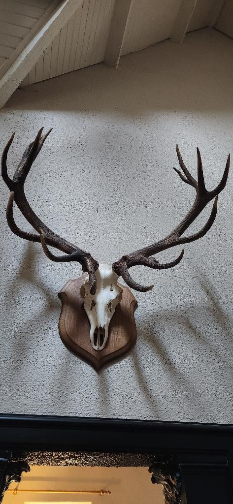 Bois avec un crâne de cerf rouge, Collections, Collections Animaux, Enlèvement, Comme neuf, Cerf, Bois ou Tête