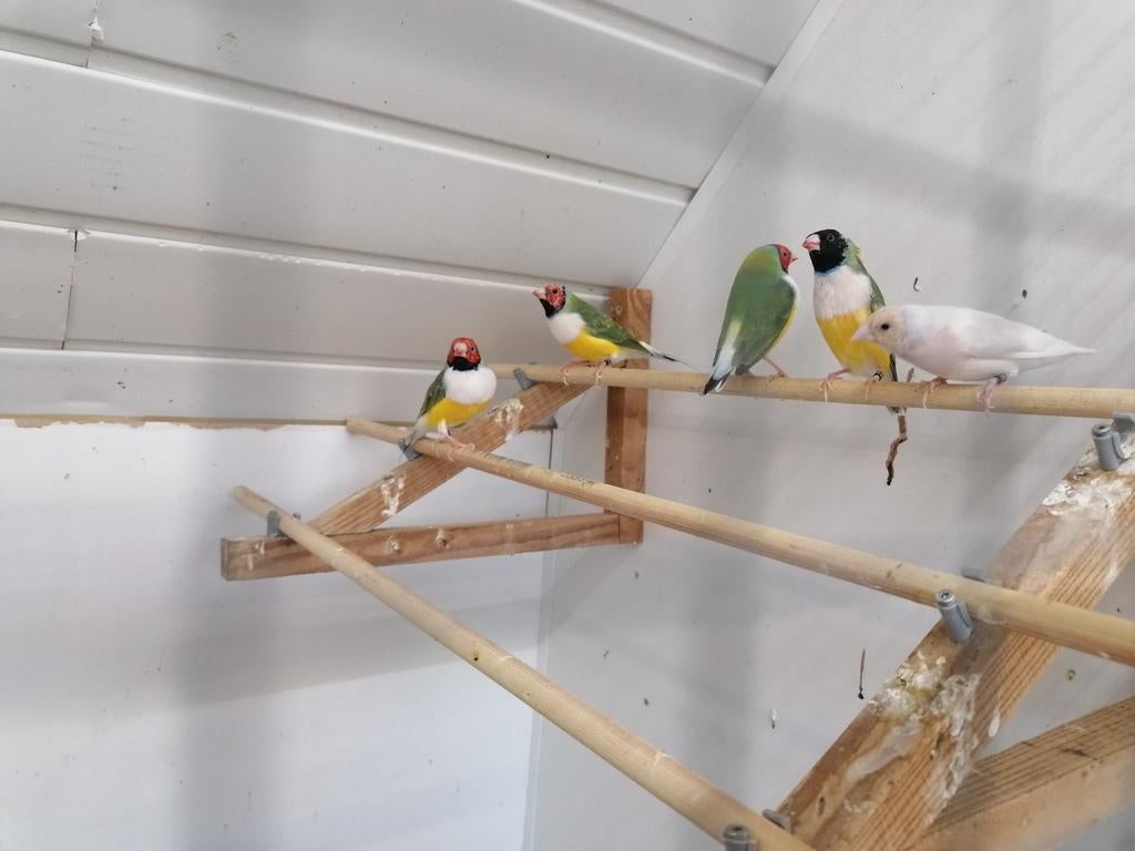 Stop met het kweken van Diamant de Goulds, Mannelijk