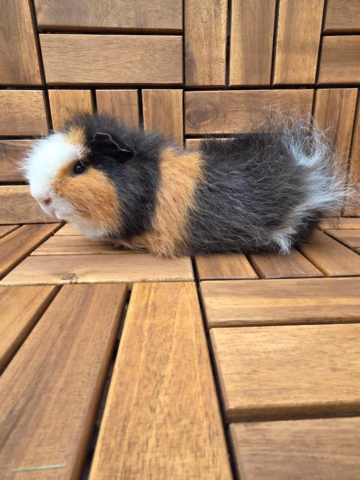 Ch teddy beer, Dieren en Toebehoren, Knaagdieren, September