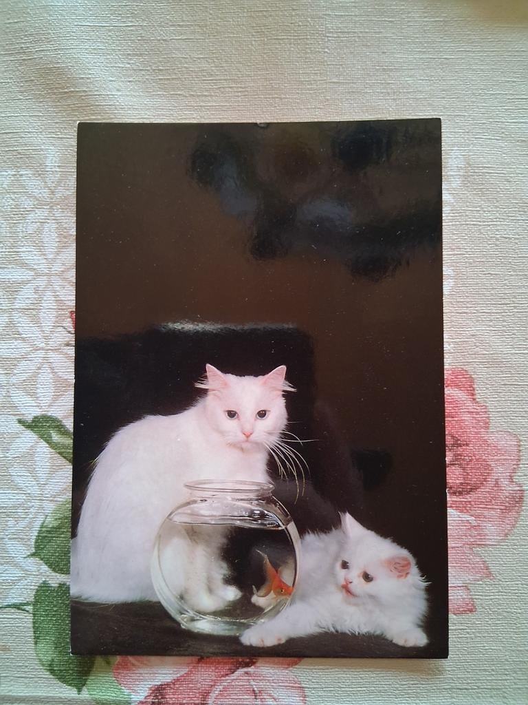 Postkaart poes, Collections, Cartes postales | Animaux, Enlèvement ou Envoi