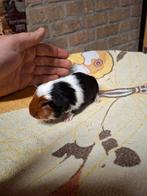 3kleur gekruind beertje, Dieren en Toebehoren, Knaagdieren, Cavia, Februari, Mannelijk, Tam