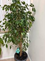 Plante, Enlèvement, Comme neuf