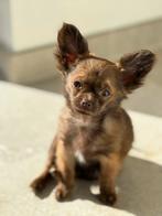 Chihuahua pupje - teefje - choco kleur, Hépatite contagieuse (maladie de Rubarth), Chienne, Belgique, 8 à 15 semaines